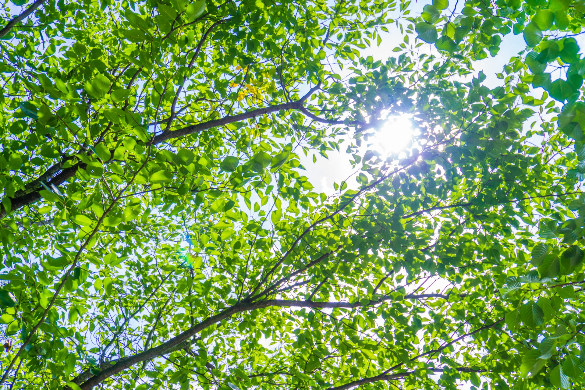 やわらかな朝の光が差し込むこもれび